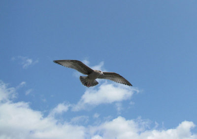 Gull Martha's Vineyard  DPW.jpg