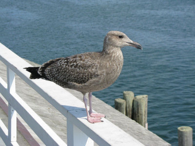 Gull Martha's Vineyard DPW.jpg