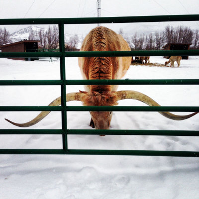 Long Horns at C Lazy U Ranch CGH.jpg