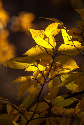 02 Fall Colors 00c MU.jpg