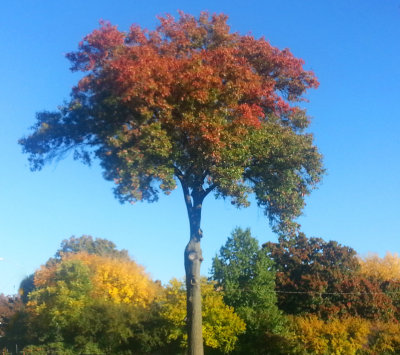 Eastboro Tree DW.jpg