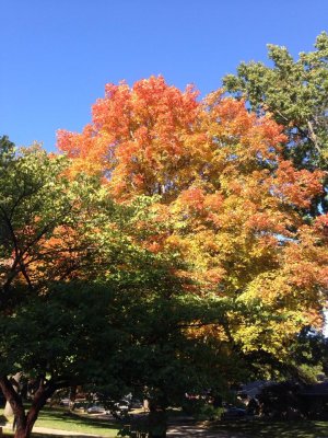 Autumn 2013 SMcCR.jpg