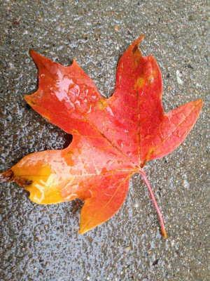 2013 Autumn Colors SMcCR.jpg