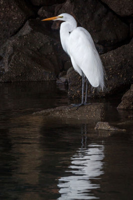 Morro Bay Egret MU.jpg