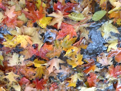 Autumn Leaves 2013 SMcCR.jpg