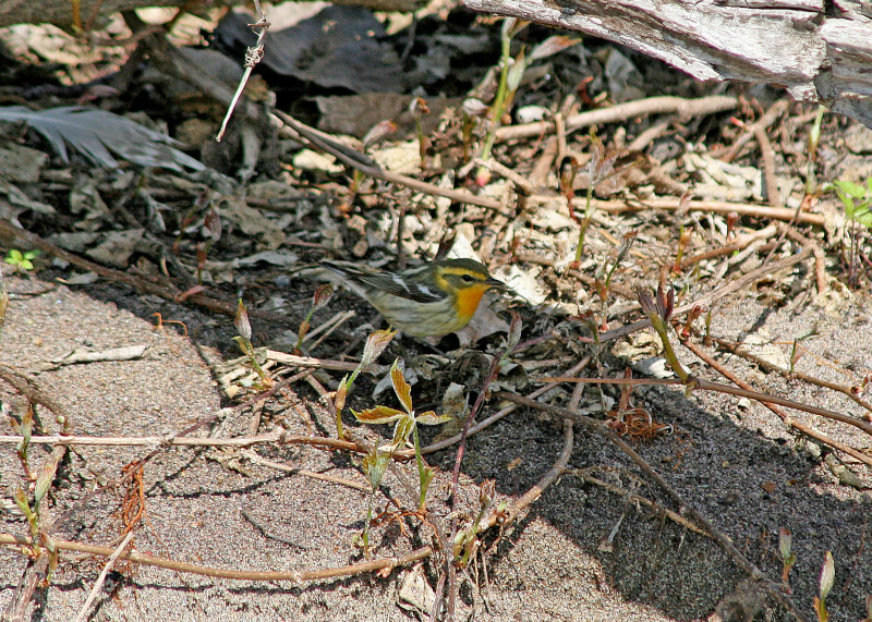 Blackburnian Warbler
