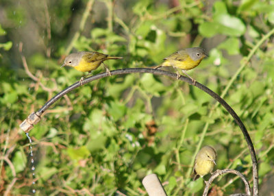 Nashville & Orange-crowned Warblers