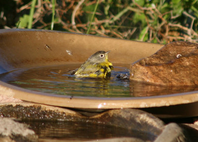 Nashville Warbler