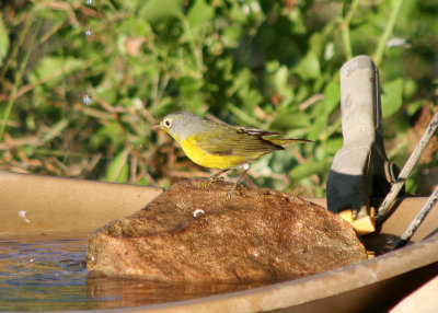 Nashville Warbler