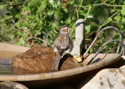 Clay-colored Sparrow