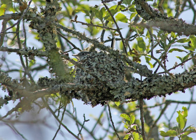 Blue-gray Gnatcatcher