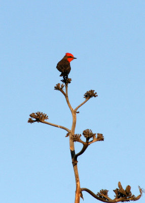 Vermilion Flycatcher