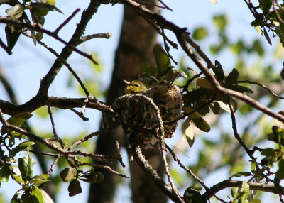 Yellow-throated Vireo