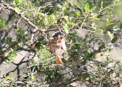 Black-capped Vireo