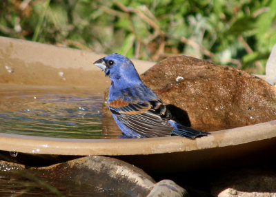 Blue Grosbeak