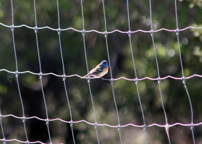 Lazuli Bunting