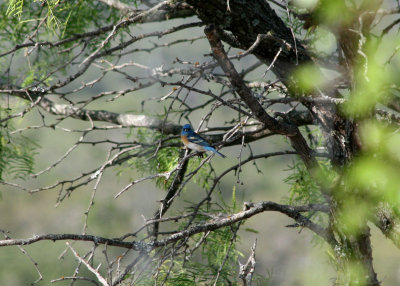 Lazuli Bunting