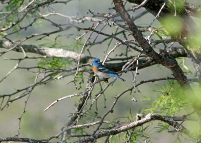 Lazuli Bunting