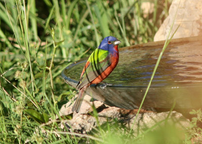 Painted Bunting
