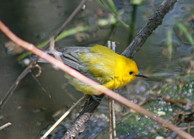 Prothonotary Warbler