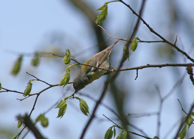 Northern Parula