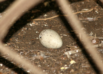 Black Vulture egg hatching