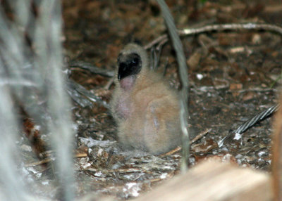 Black Vulture chick