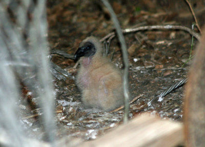 Black Vulture chick