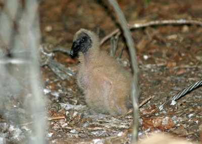 Black Vulture chick