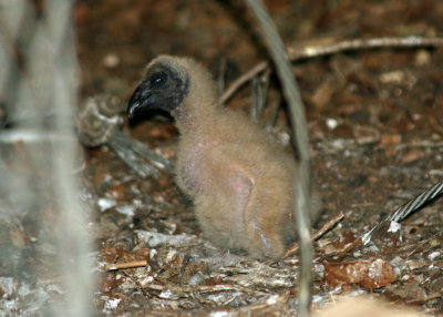 Black Vulture chick