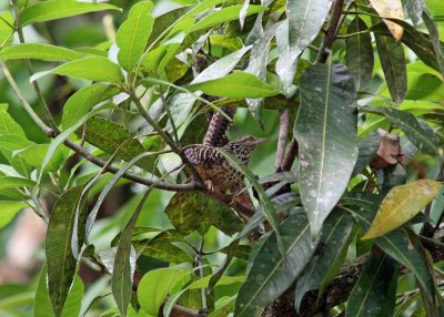 belize_birds