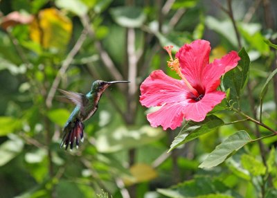 belize_birds