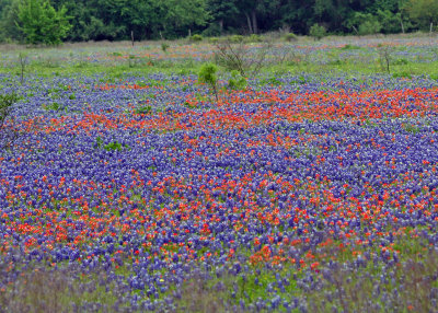 2015_wildflowers
