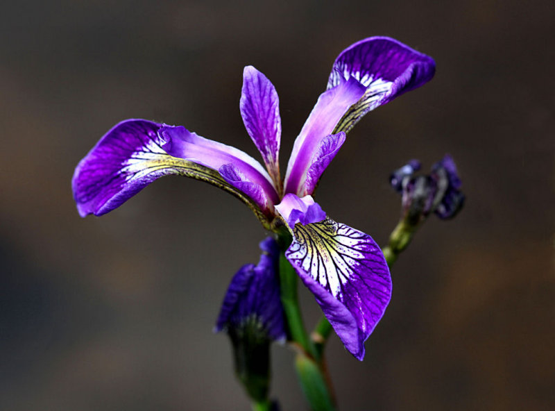 Iris.