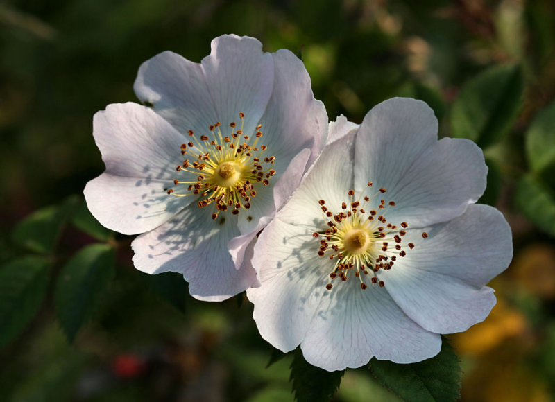 Dog Rose.