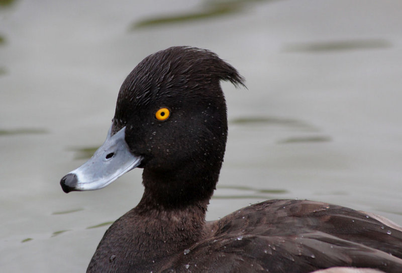 Tufted Duck.