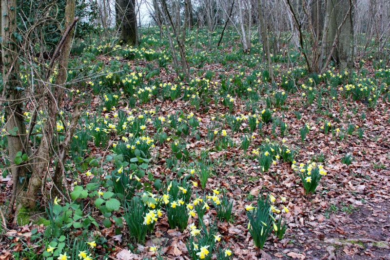 Wild Daffodils.
