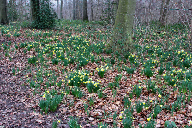 Wild Daffodils.