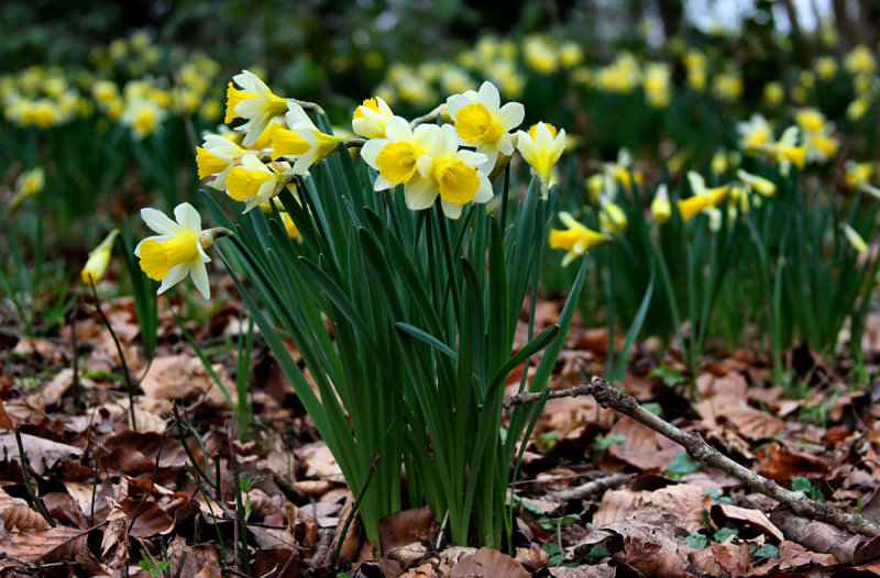 Wild Daffodils.