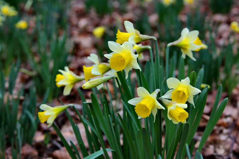 Wild Daffodils.