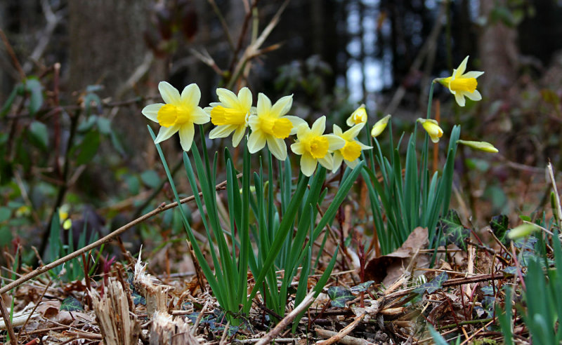 Wild Daffodils.