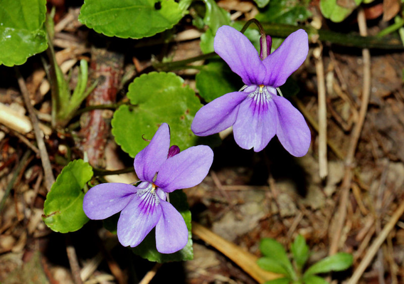 Violets.