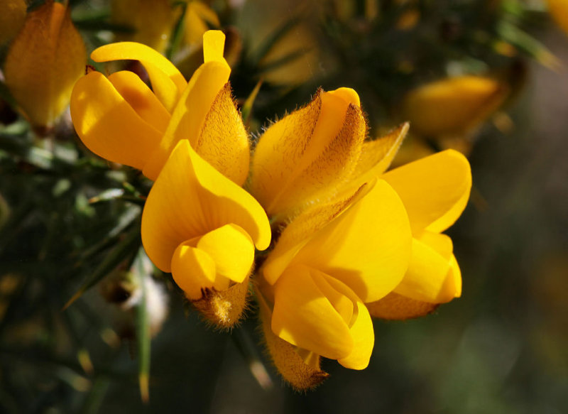 Gorse.