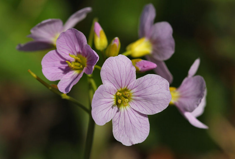 Cuckoo Flower (Cardamine pratensis).