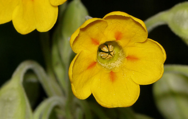 Cowslip.