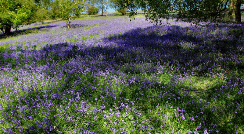 Bluebells.