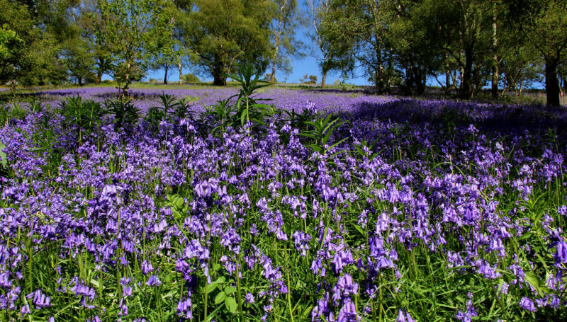 Bluebells.