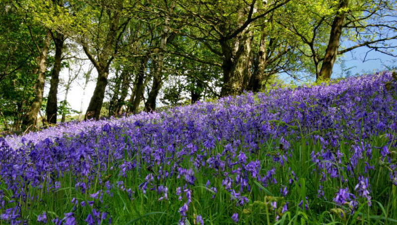 Bluebells.