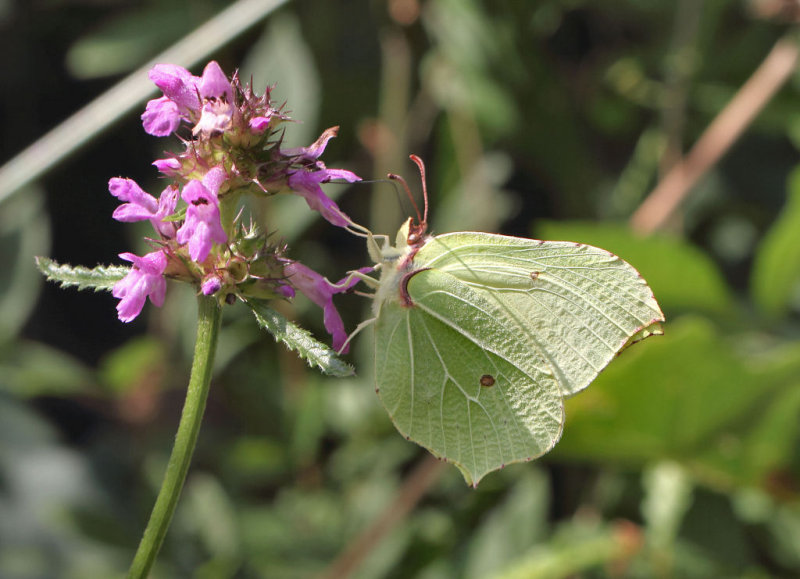 Brimstone Butterfly.