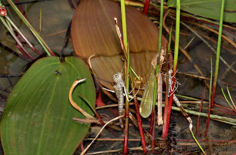Newly emerged Damselfly.jpg